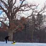 snow + sleds.