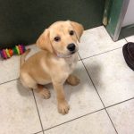 Labrador Retriever: Meet Emma