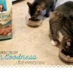 Salmon Goodness : Nutrish for Cats & Giveaway