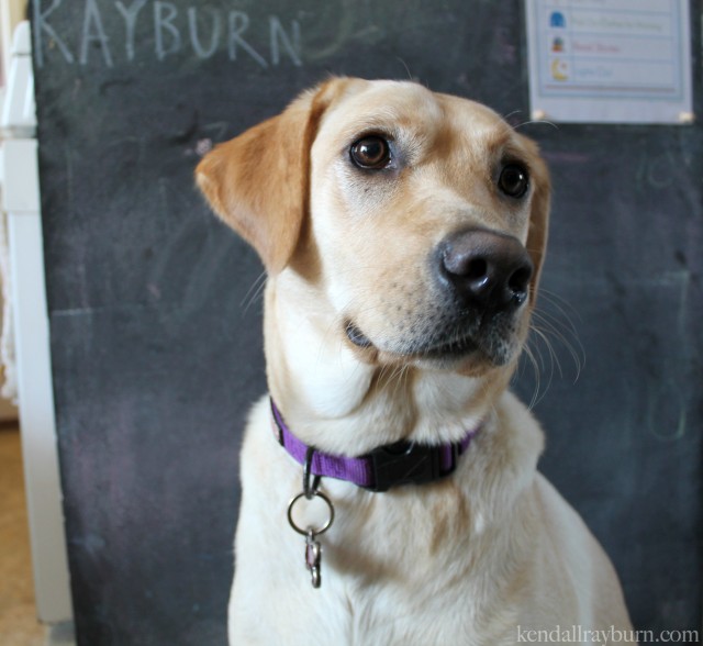 Dog Food Organization