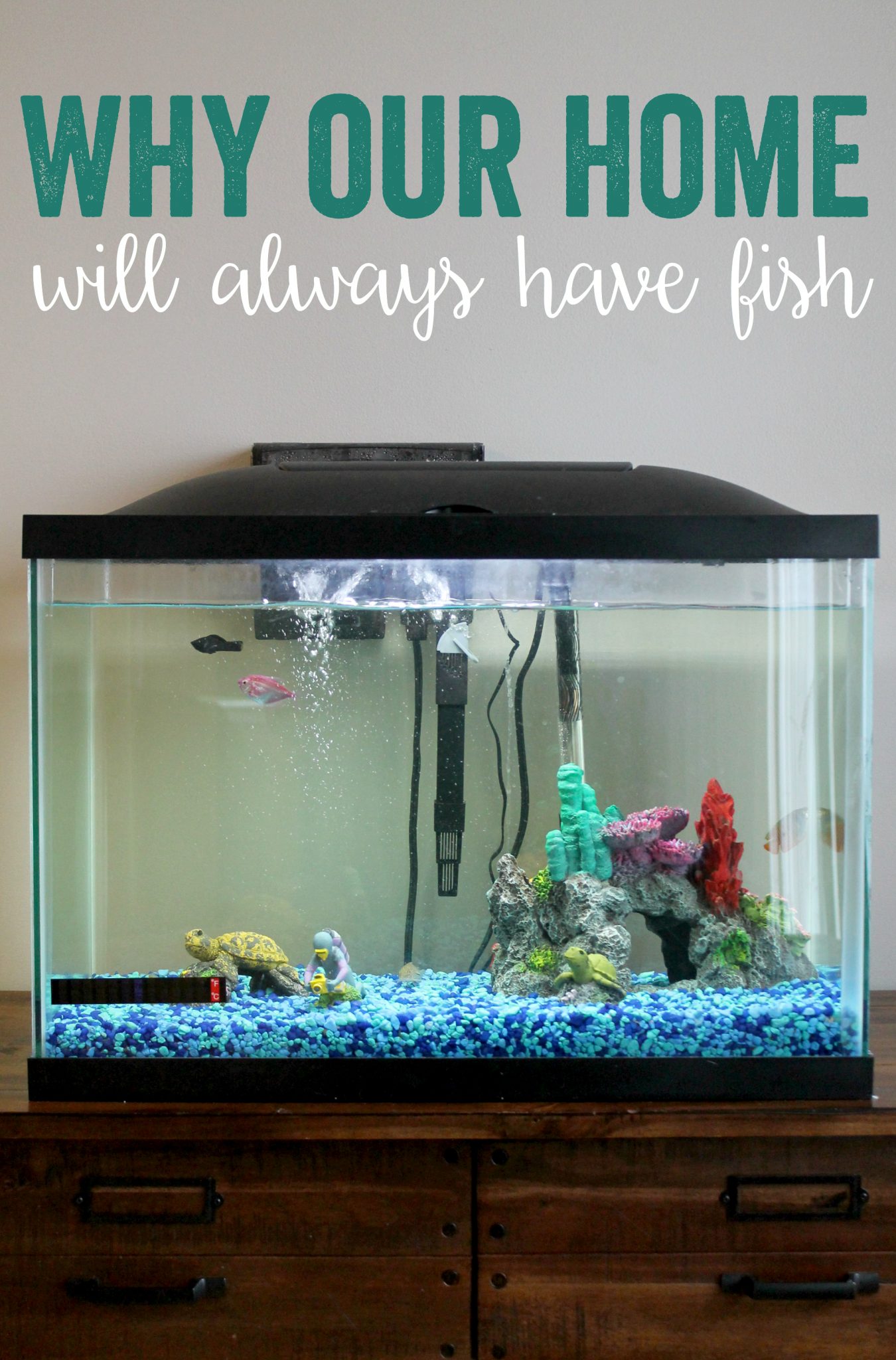 PetSmart Fish Why our home will always have fish Kendall Rayburn