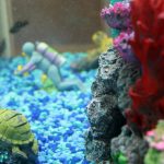 PetSmart Fish: Why our home will always have fish!