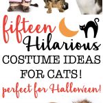 20 HILARIOUS Halloween Costumes for Cats