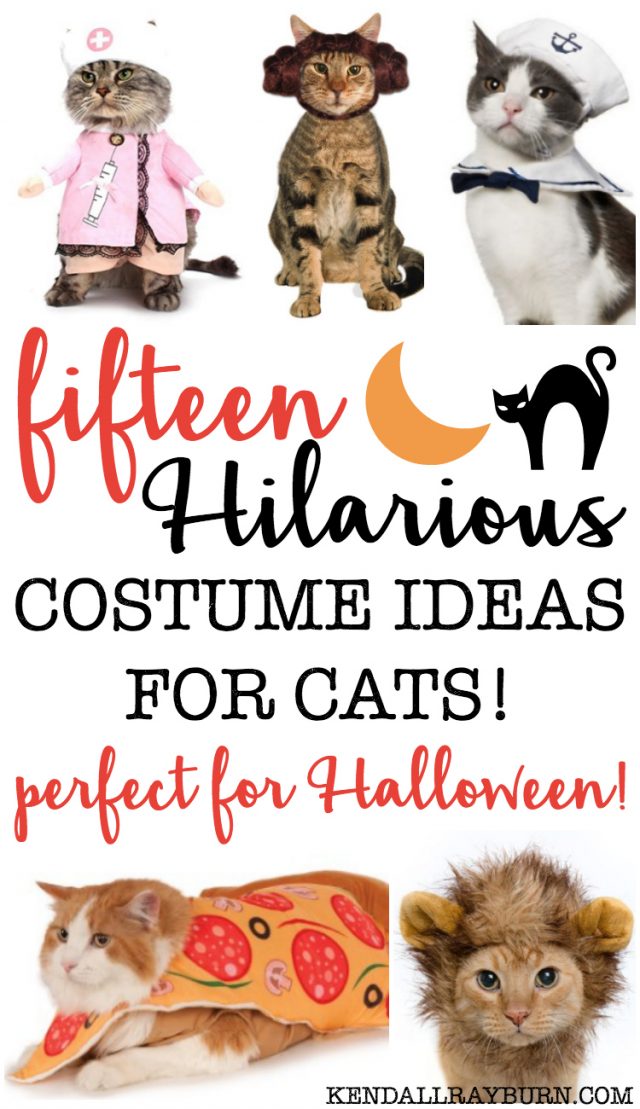 20 HILARIOUS Halloween Costumes for Cats