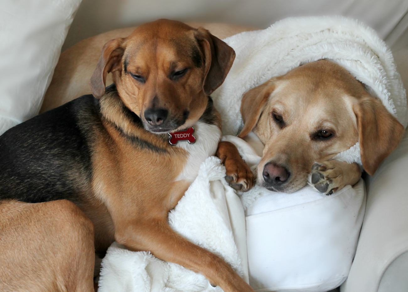 5 Ways to Spend Quality Time with Your Dog