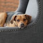 5 Ways to Spend Quality Time with Your Dog
