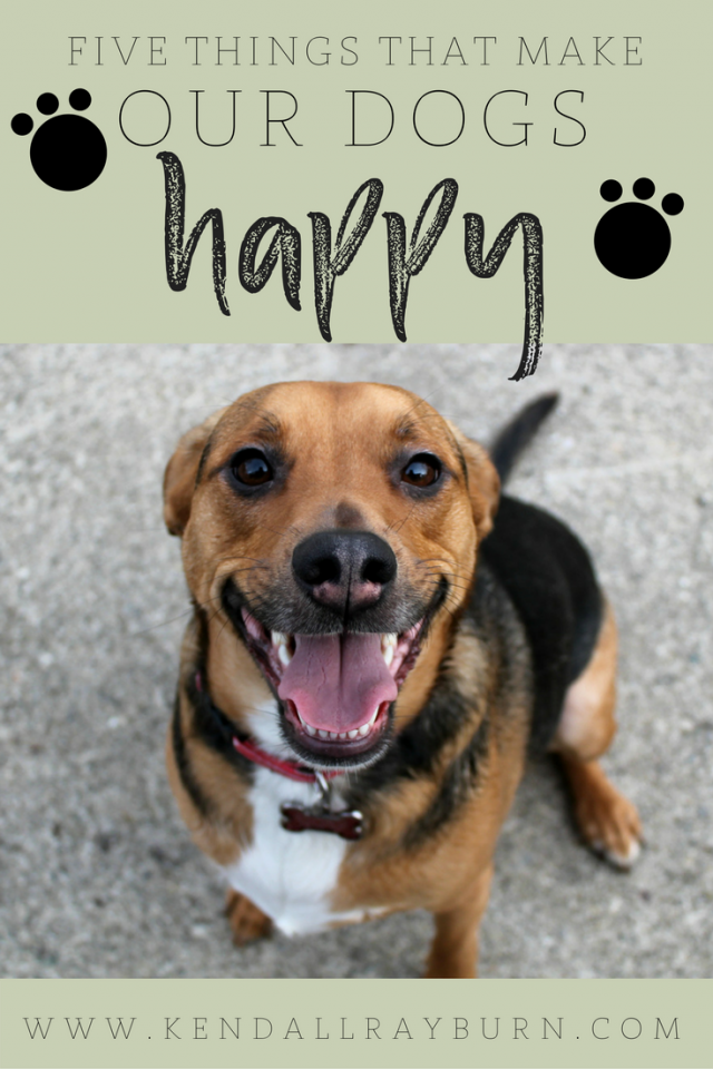 5 Things that Make Our Dogs Happy