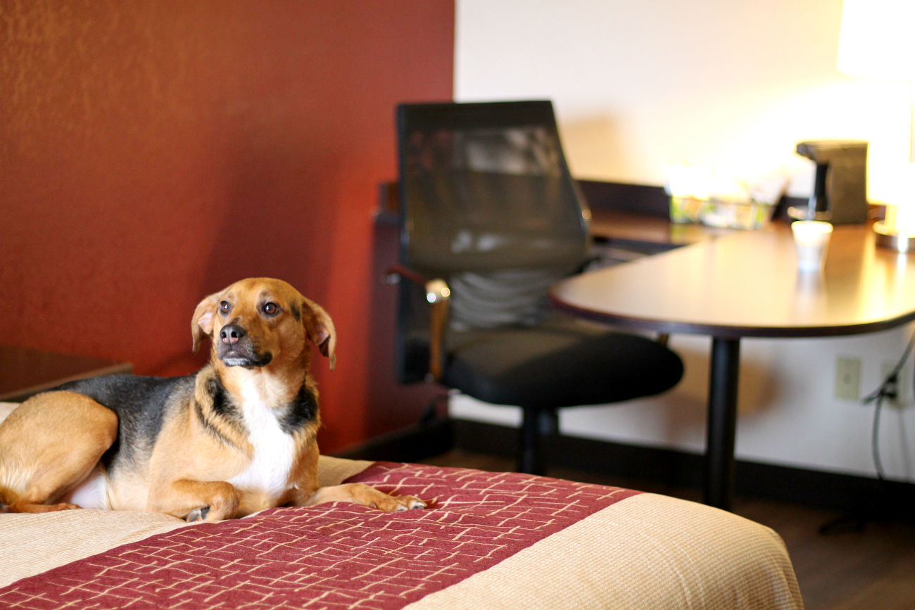 Pet Friendly Hotels and Travel Tips