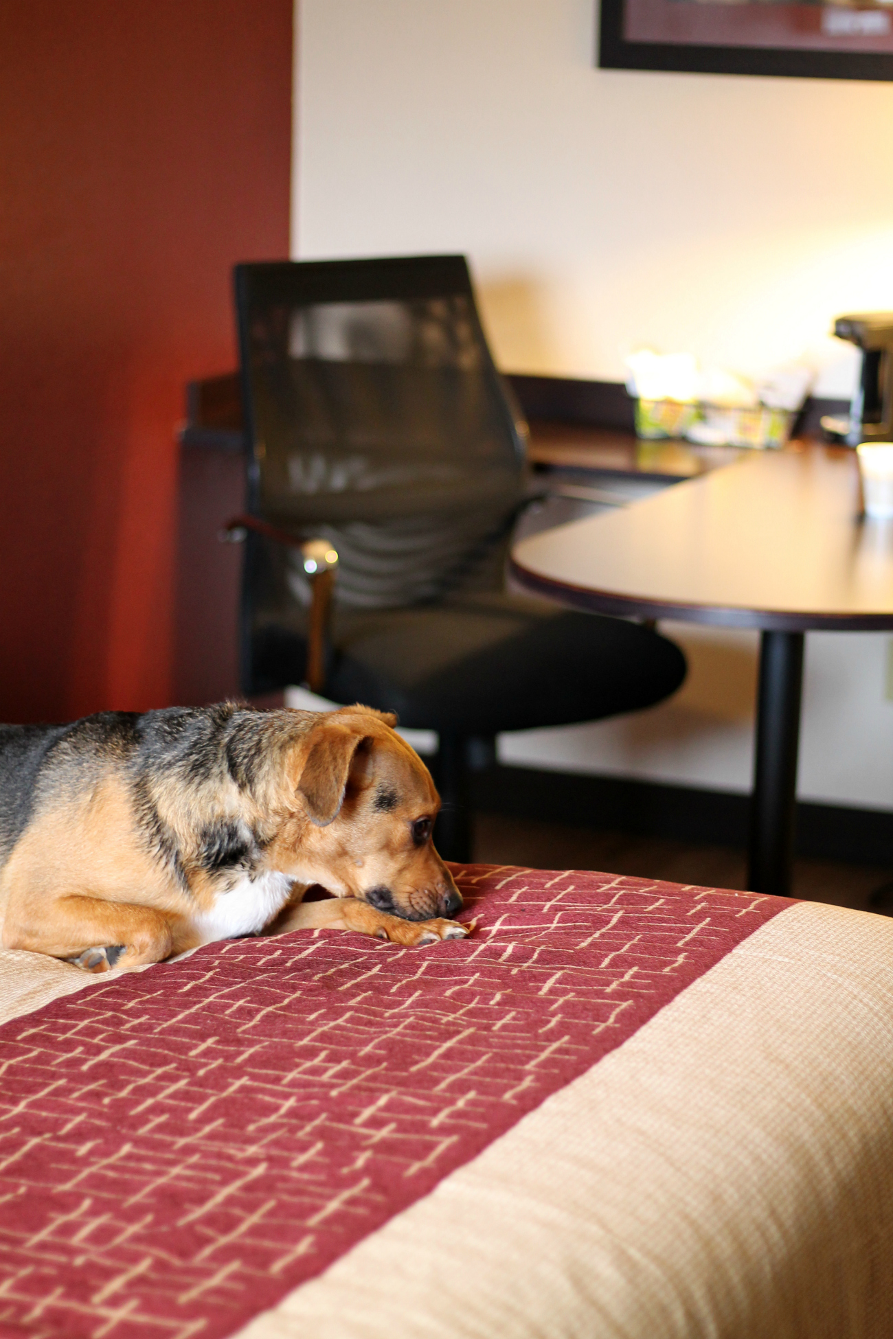 Pet Friendly Hotels and Travel Tips