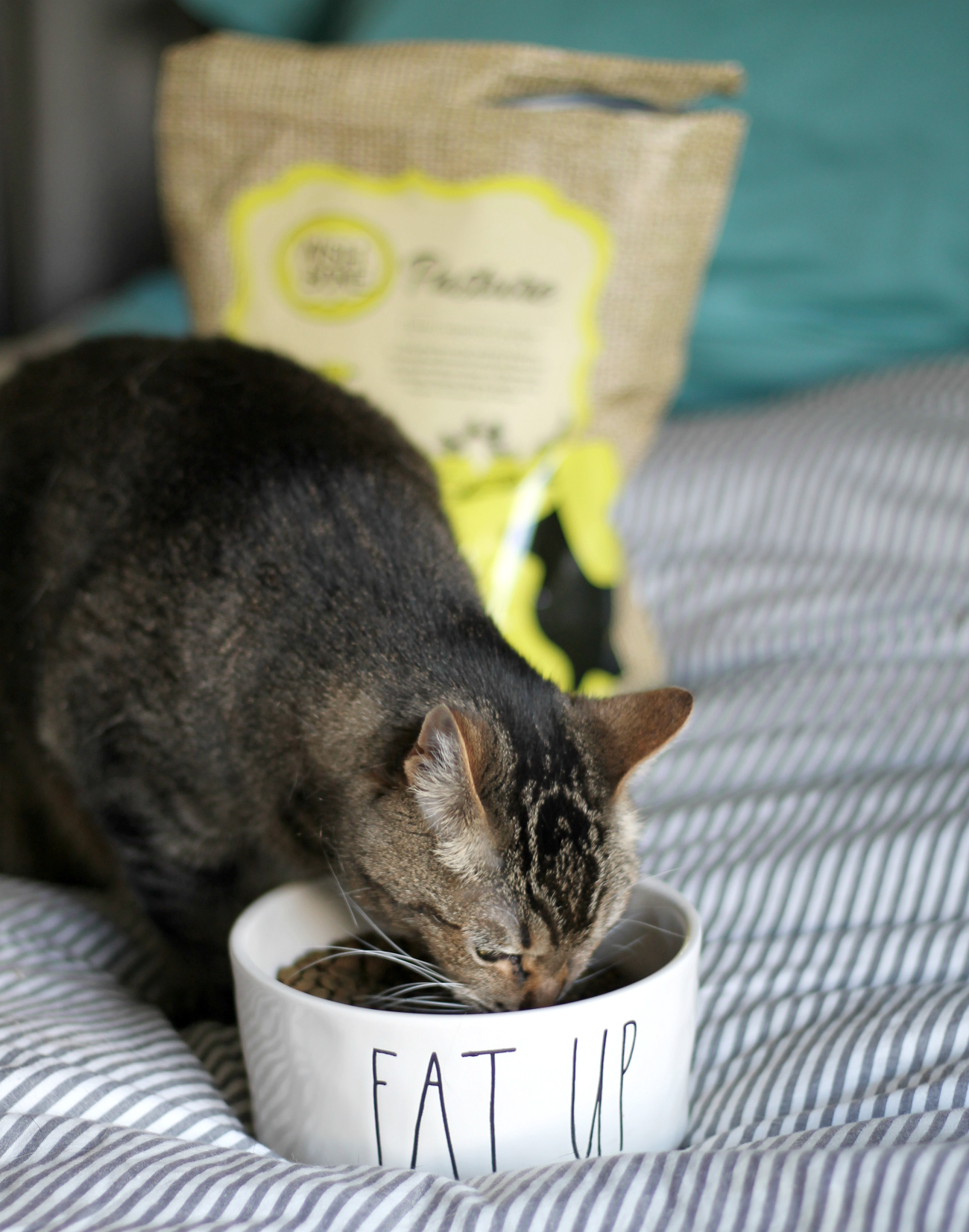 Gluten-Free Cat Food