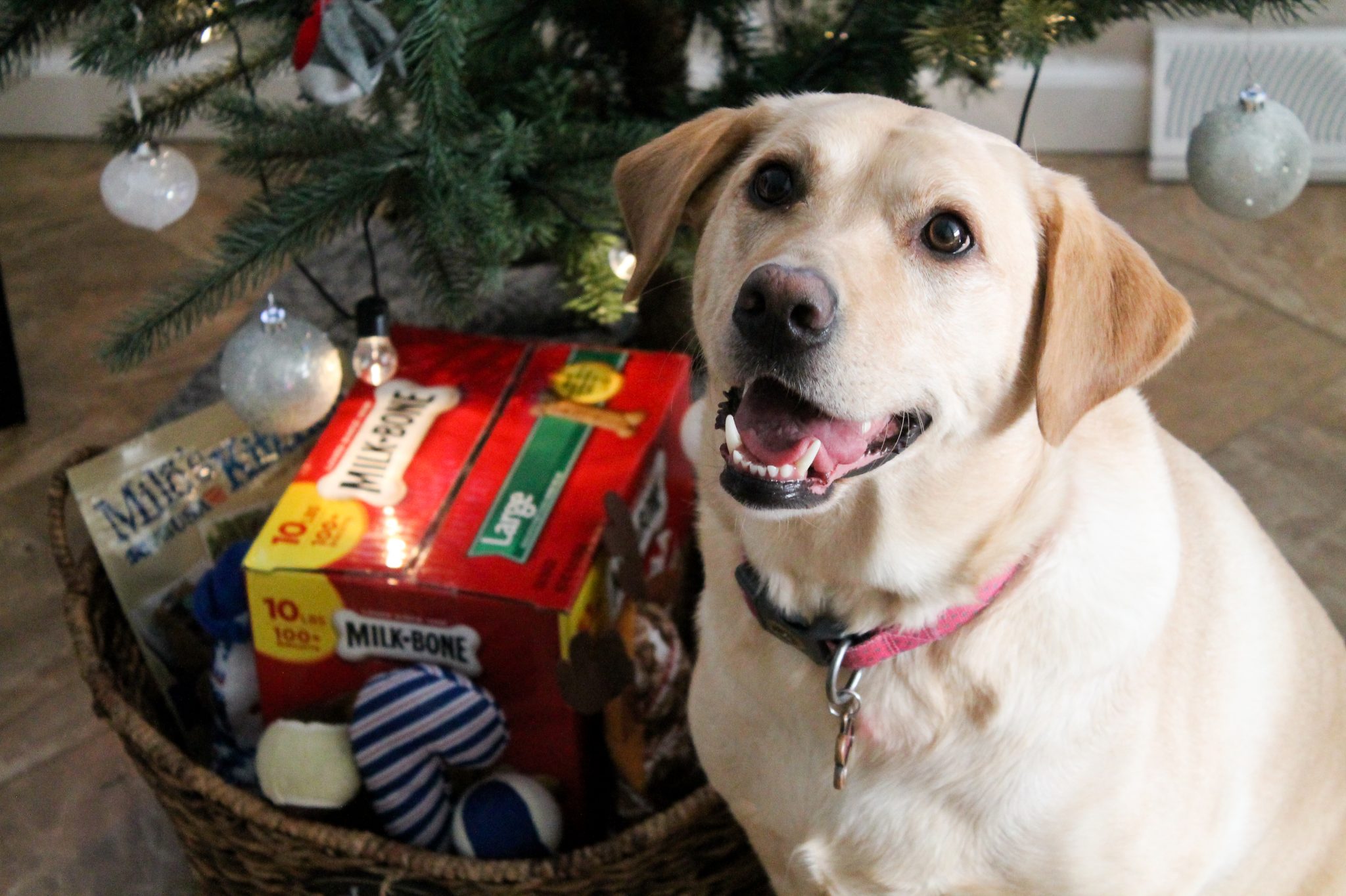 How to Assemble the Perfect Present for Your Pup