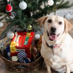 How to Assemble the Perfect Present for Your Pup