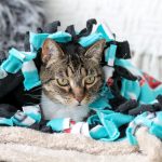 5 Fun Ways to Pamper Your Cats