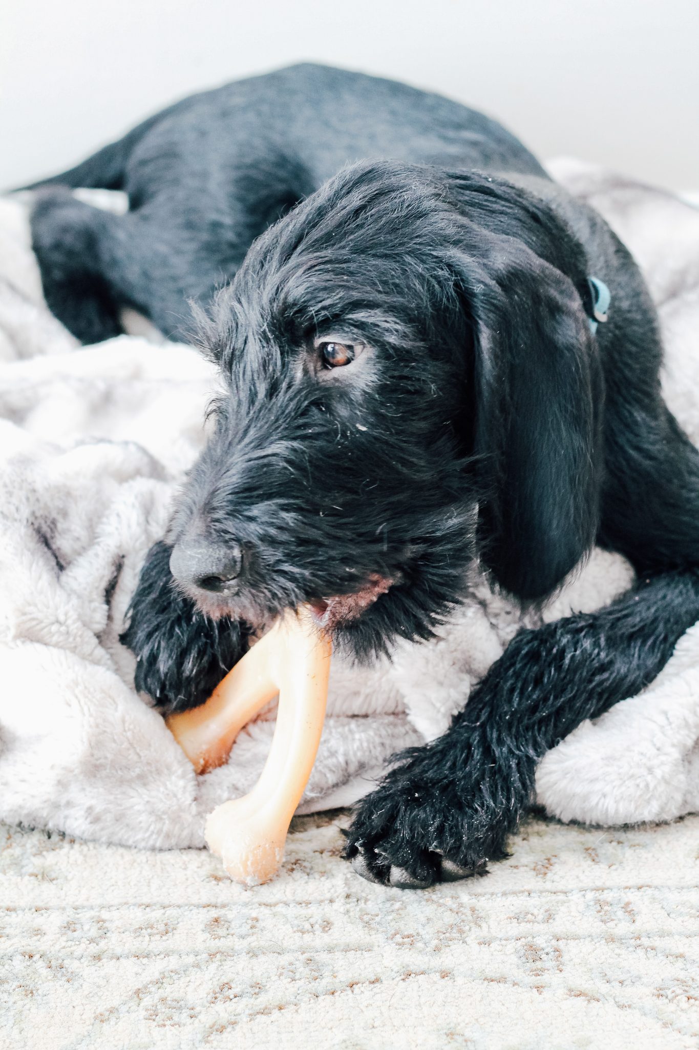 How to Create the Ultimate Puppy Clean-Up Kit