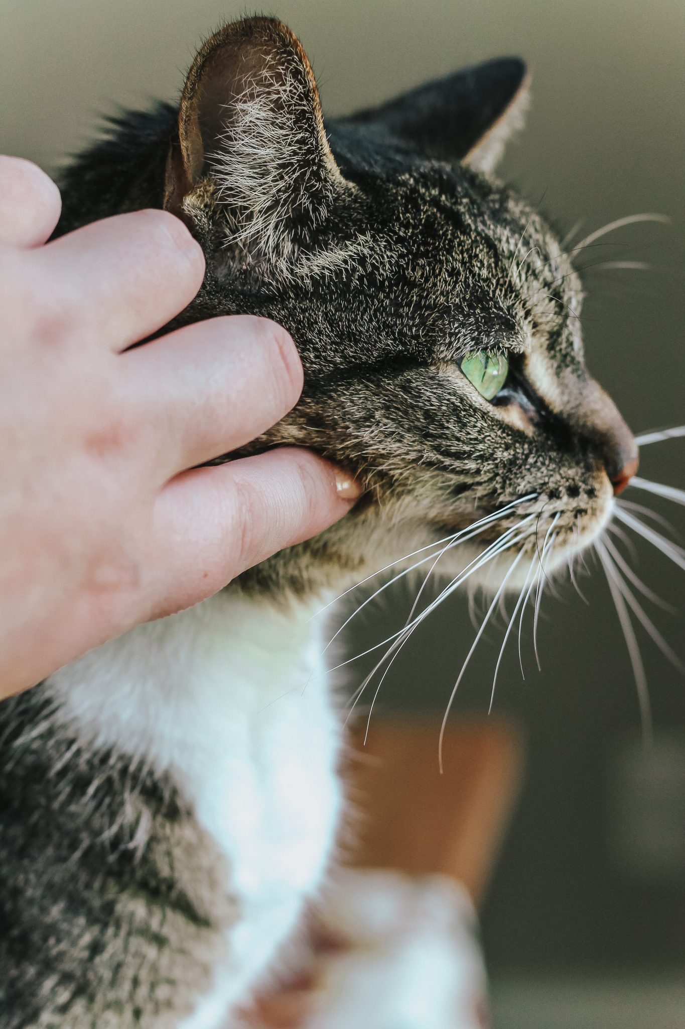 Tips for Caring for Multiple Cats