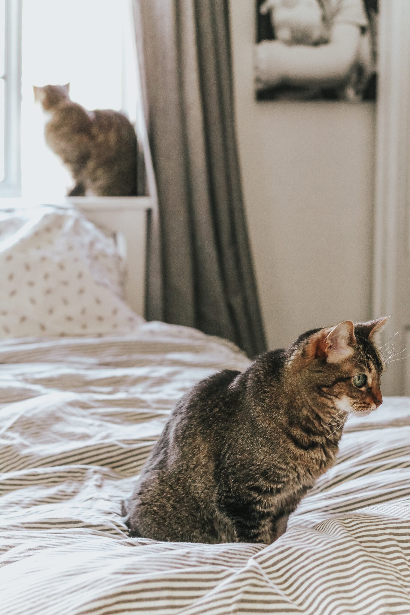 Tips for Caring for Multiple Cats