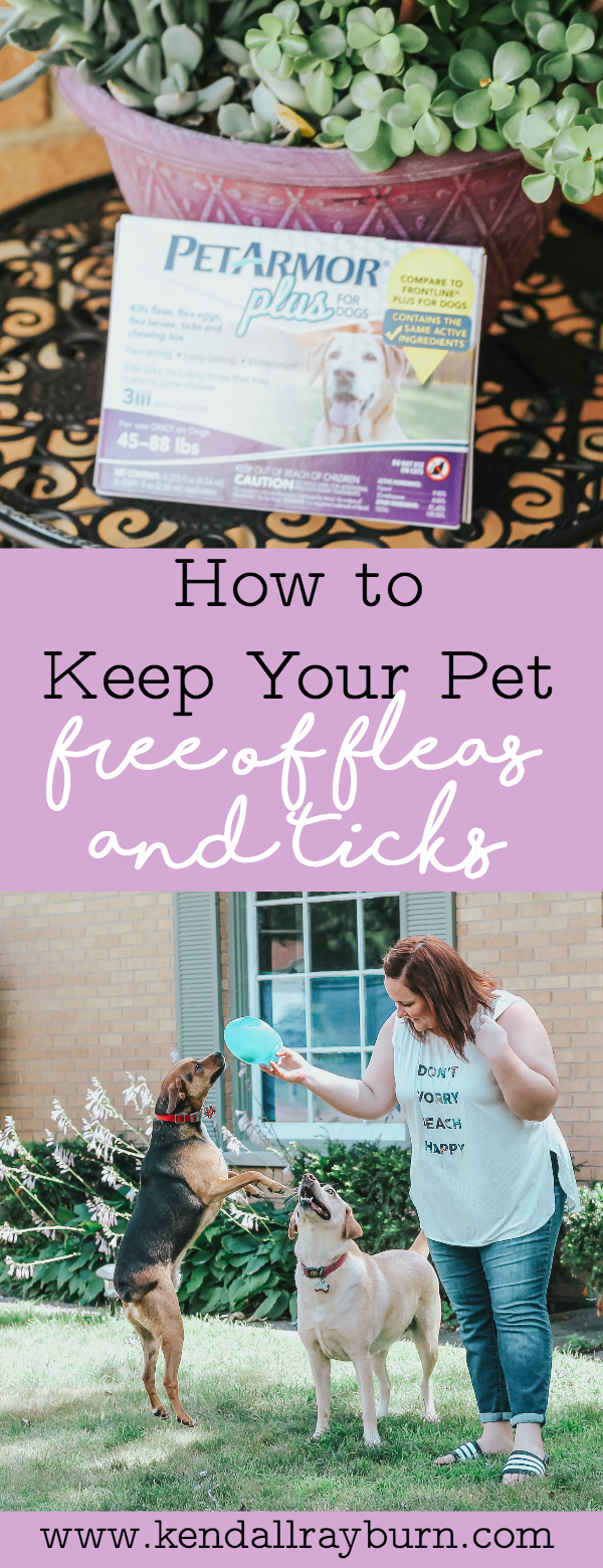 How to Keep Your Pet Free of Fleas and Ticks