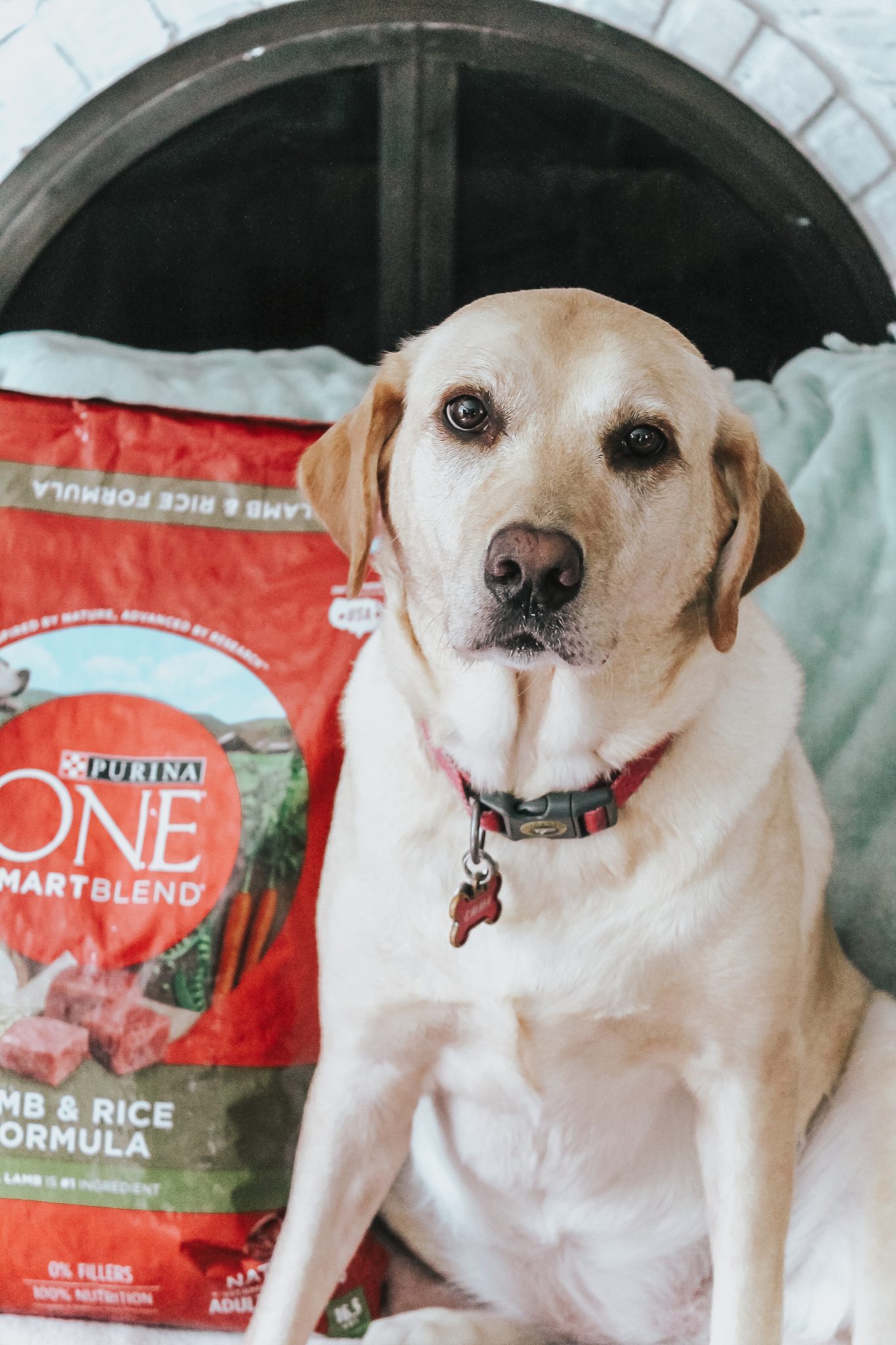 Taking the Purina ONE® 28-Day Challenge