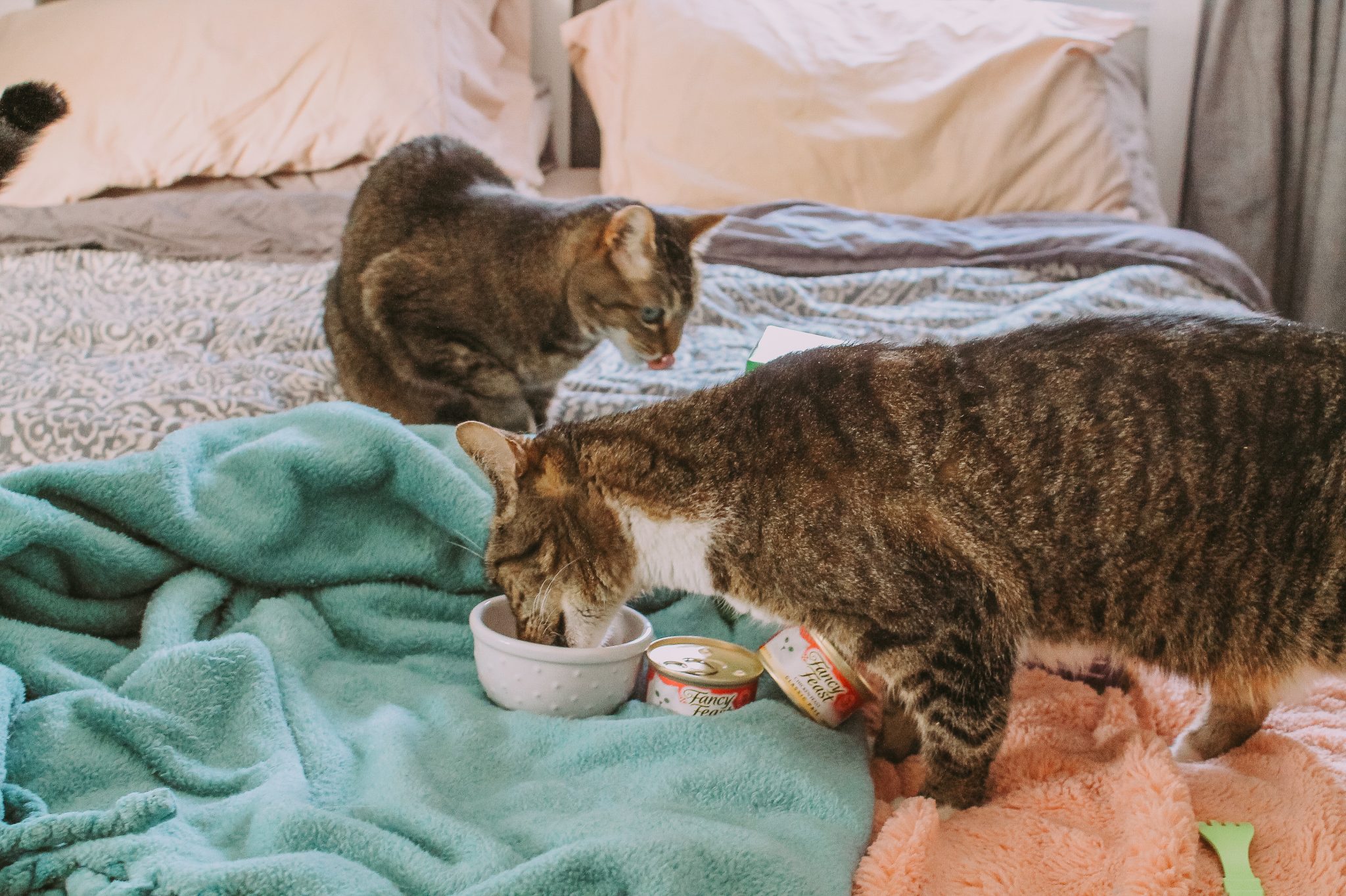 What We Feed Our Three Cats