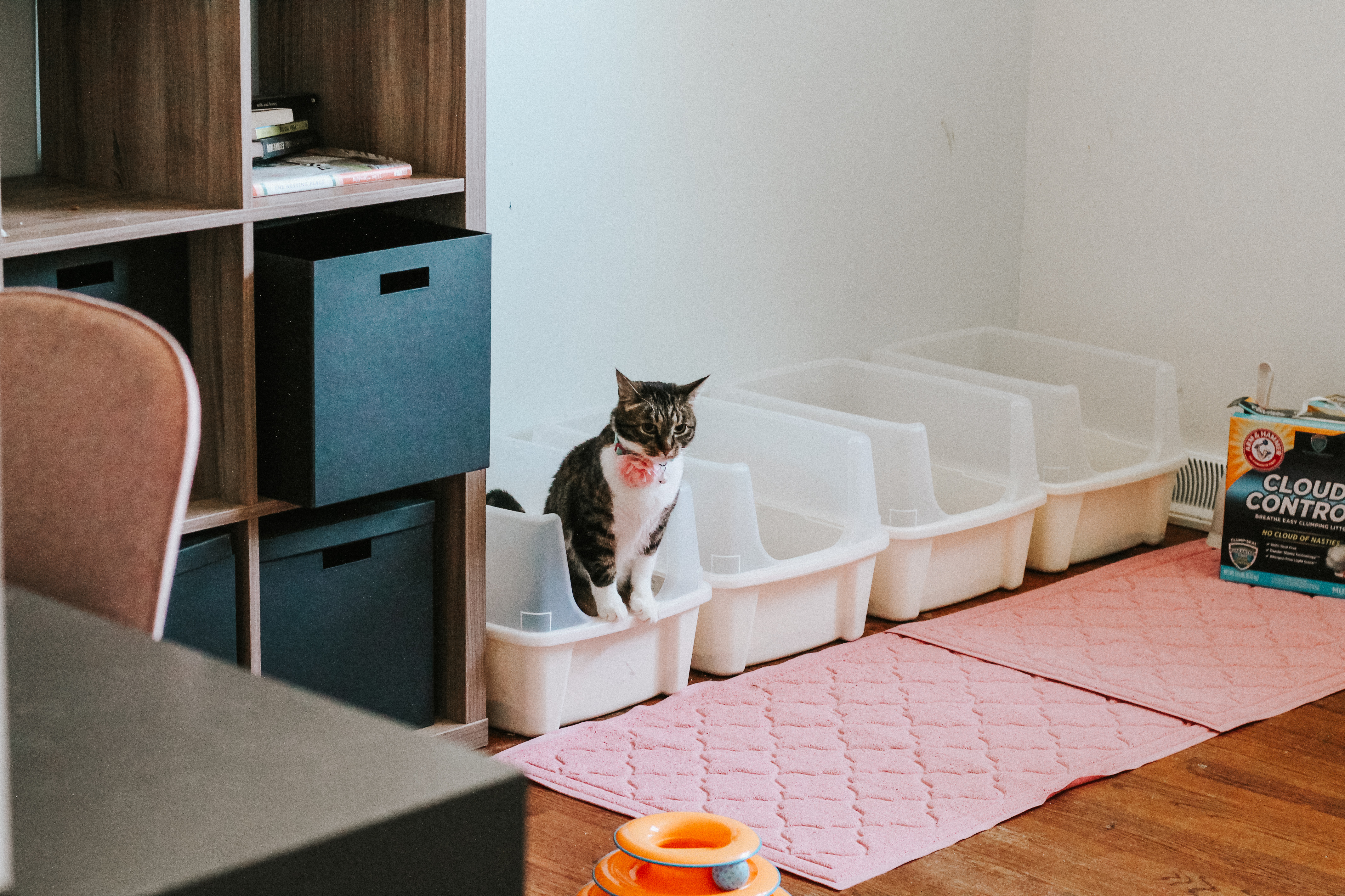 Litter Box Rules for Multiple Cats