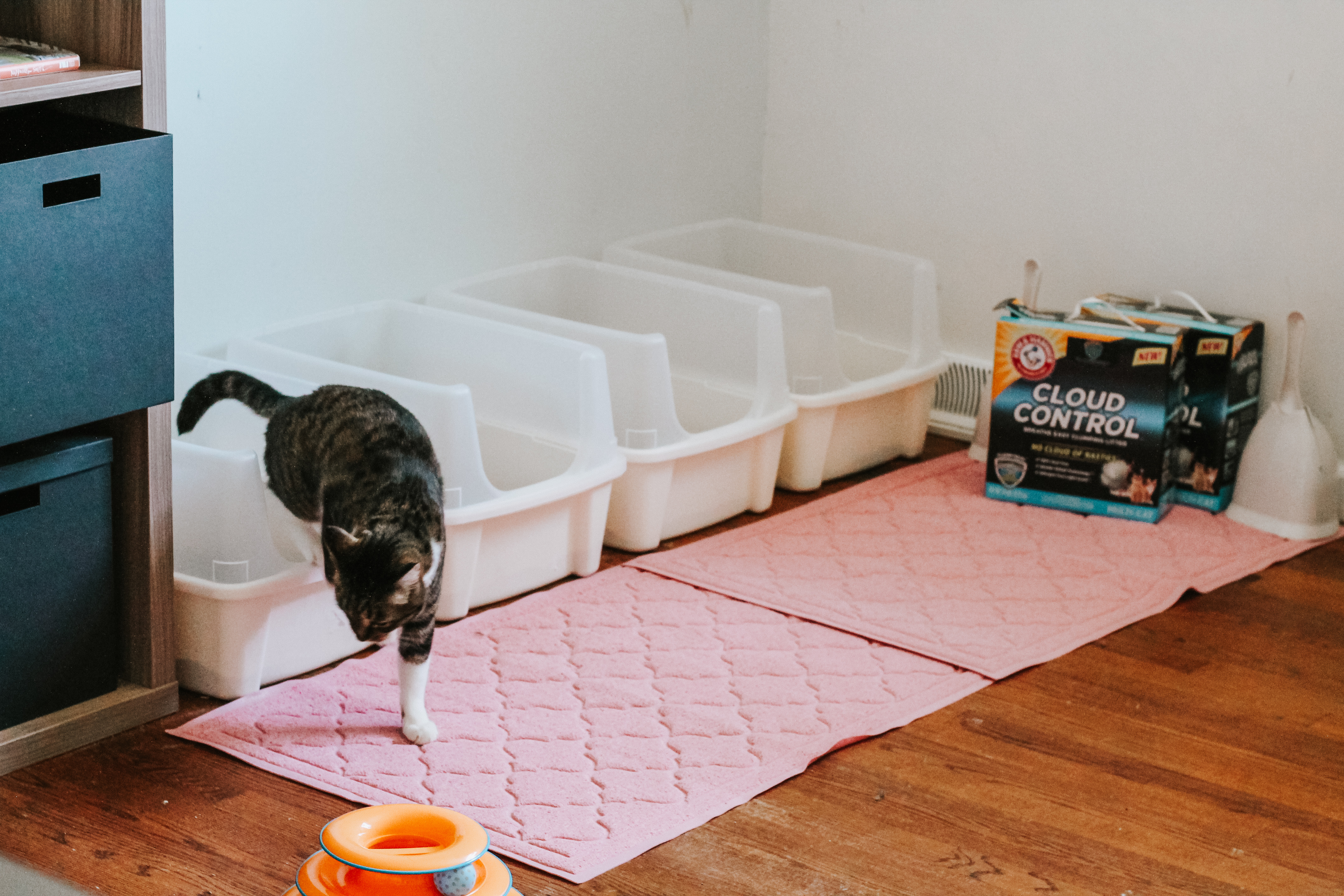 Litter Box Rules for Multiple Cats
