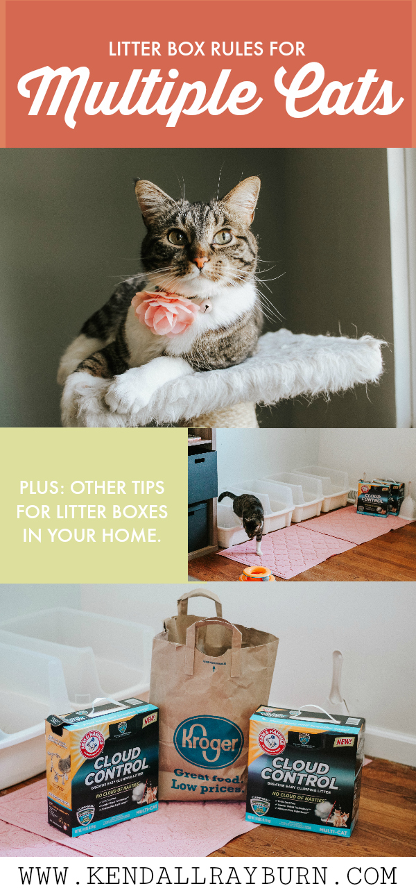 Litter Box Rules for Multiple Cats