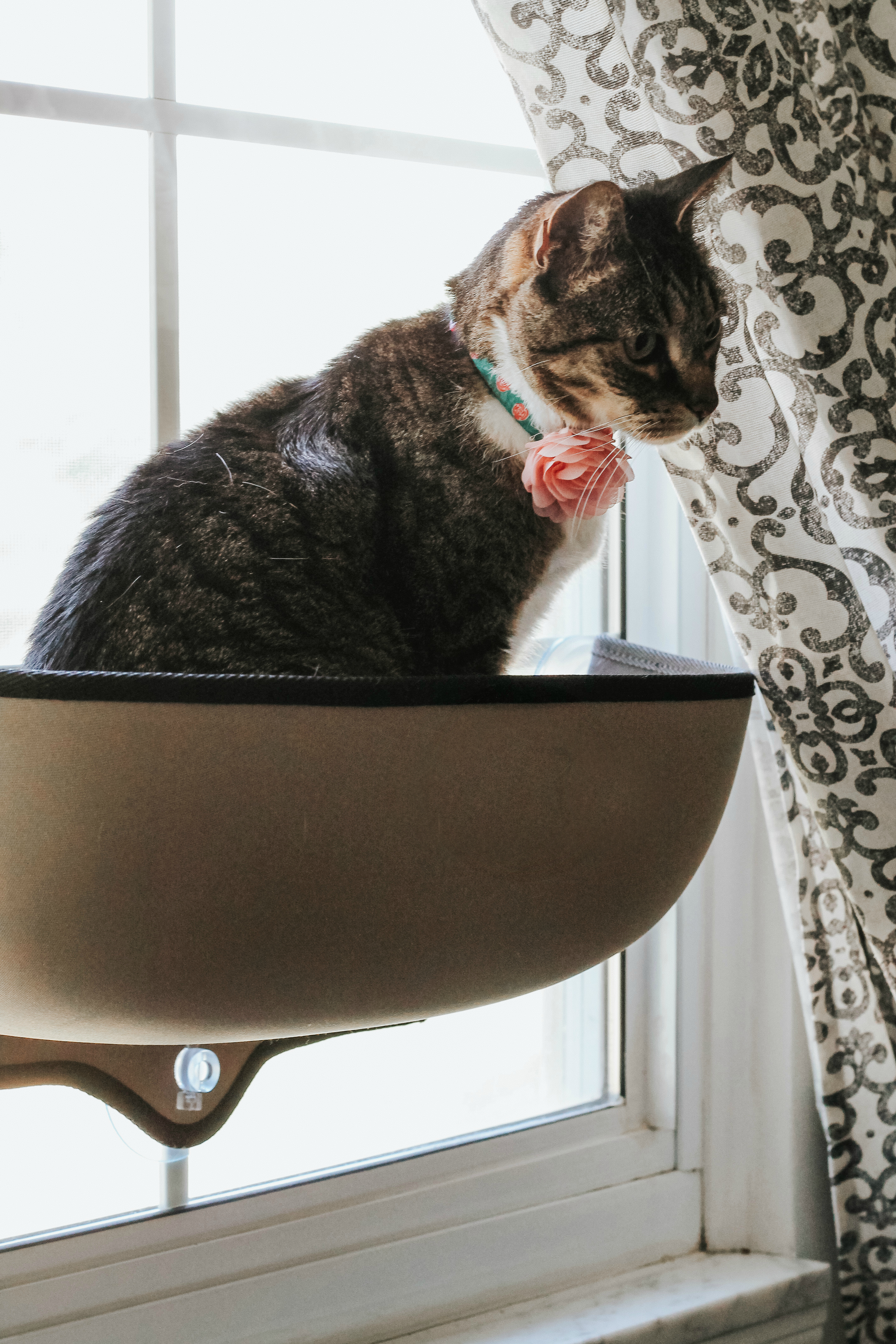 Litter Box Rules for Multiple Cats